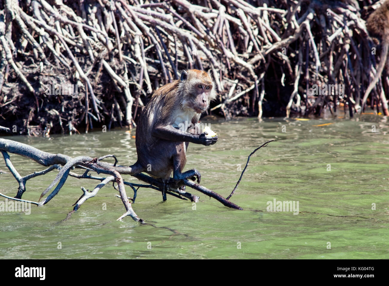 Asien. Thailand. Koh Lanta Island. Monkey Abrufen von einem Stück Ananas von Touristen ins Leben gerufen. Stockfoto