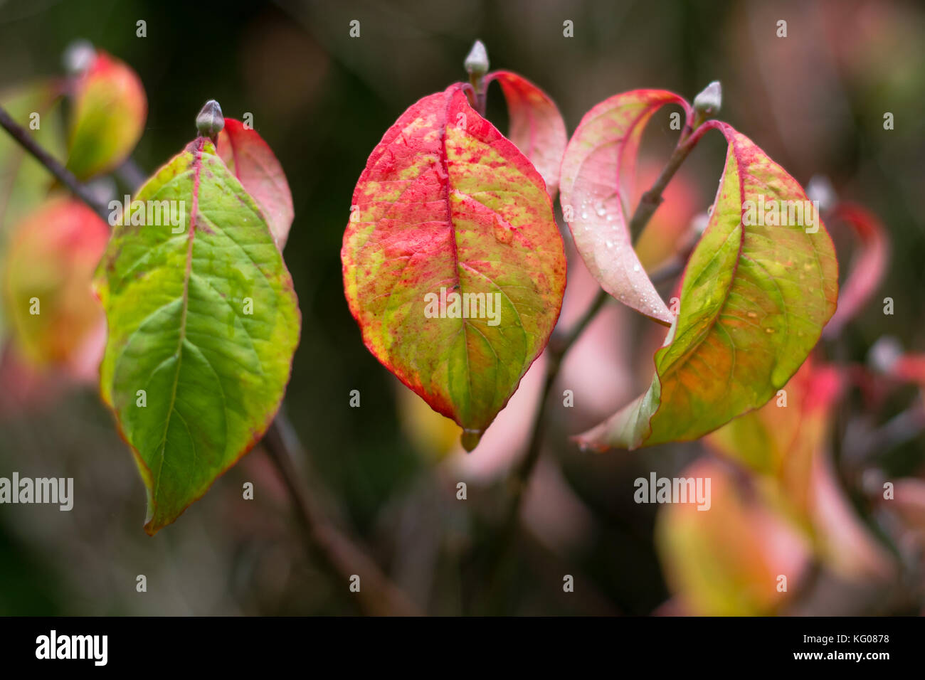 Blätter im Herbst von cornus florida 'Rainbow'. blühende Hartriegel in der Familie Cornaceae mit herbstlichen Rot, Gelb und Grün im Oktober Vorschüsse Stockfoto