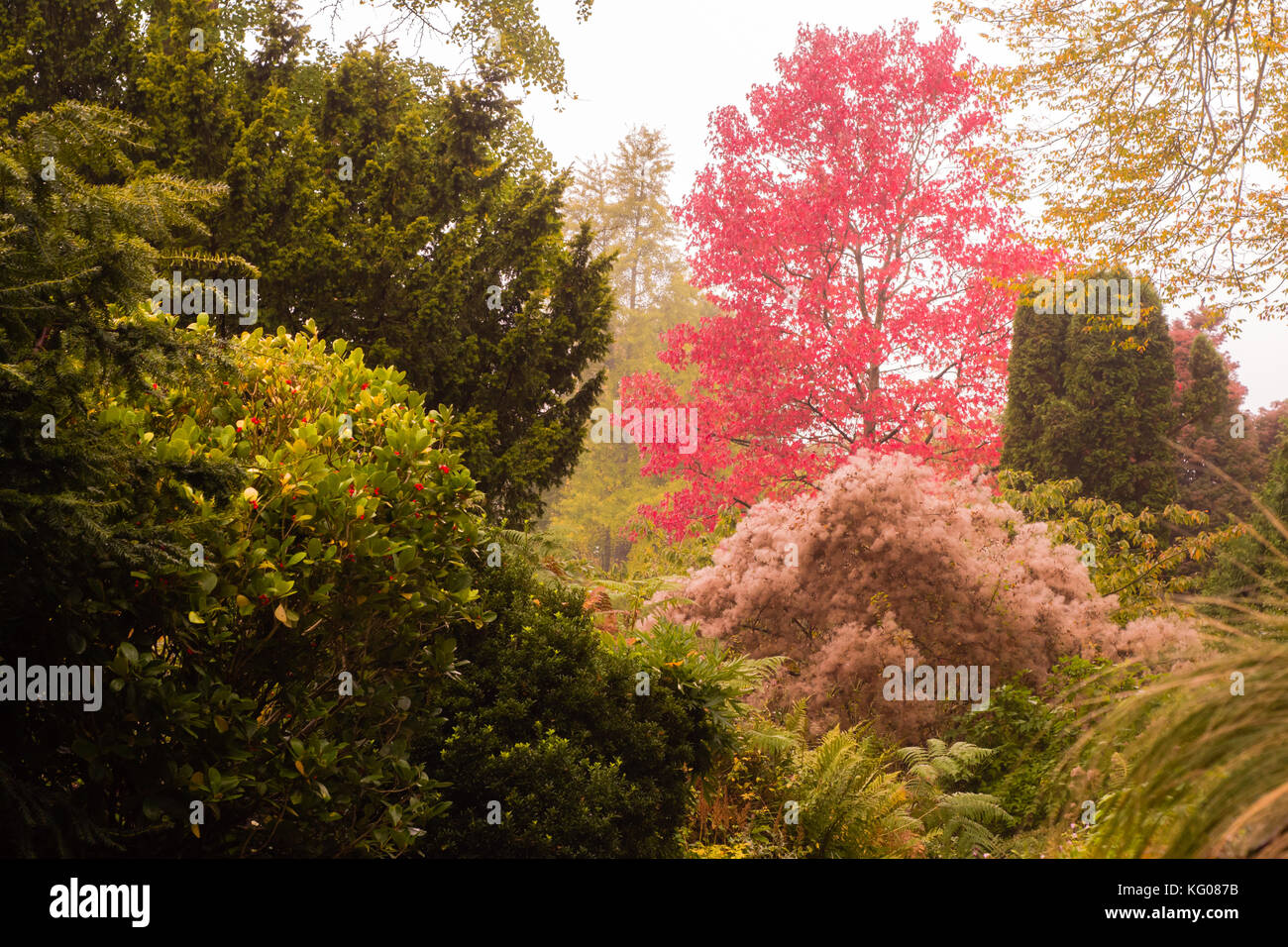 Herbstfarben in Badewanne Botanic Gardens. Bäume und Büsche, die herbstliche Farben Rot, Gelb und Grün im Oktober Vorschüsse in England Stockfoto