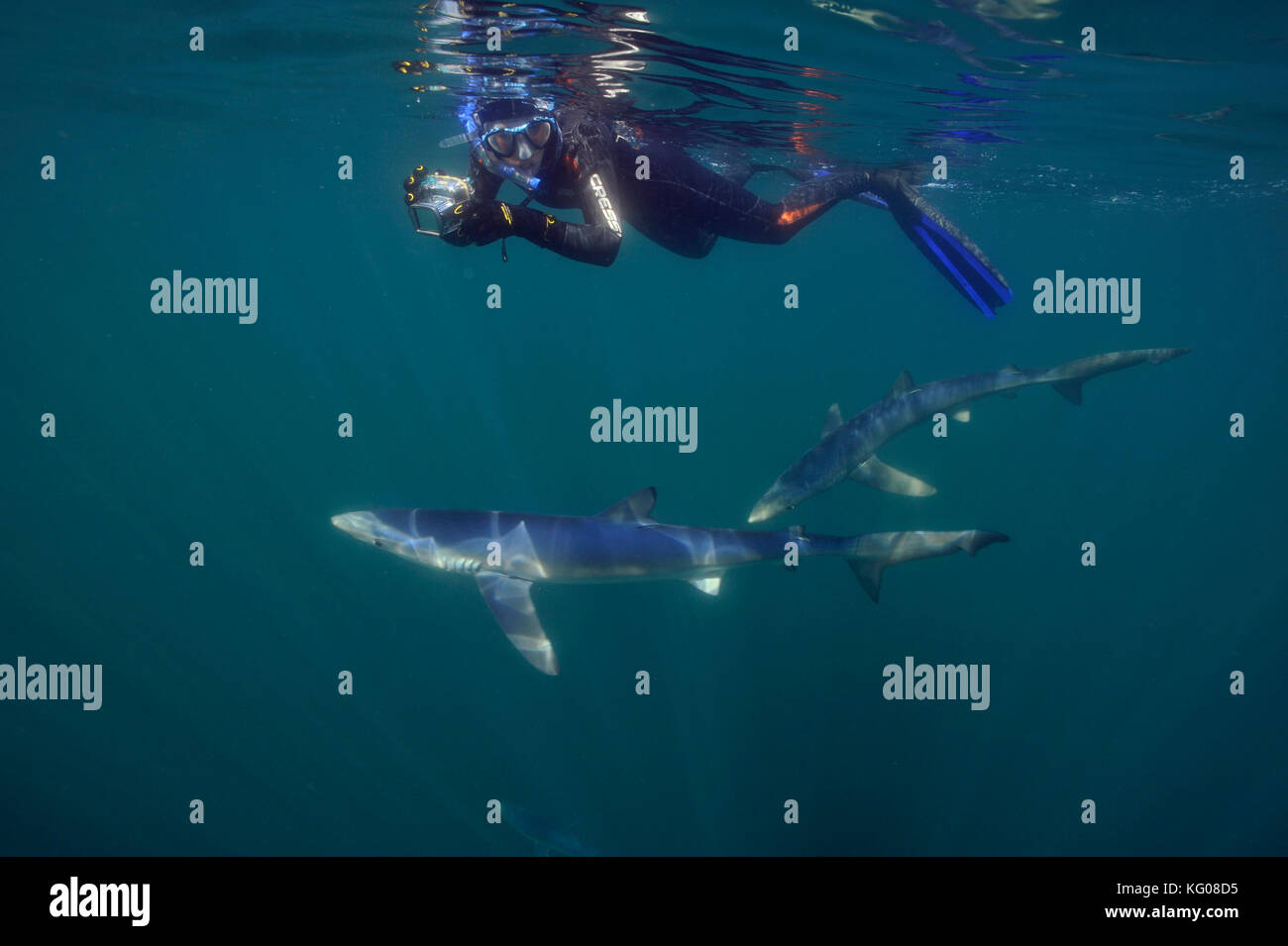 Taucher mit Blue shark Stockfoto