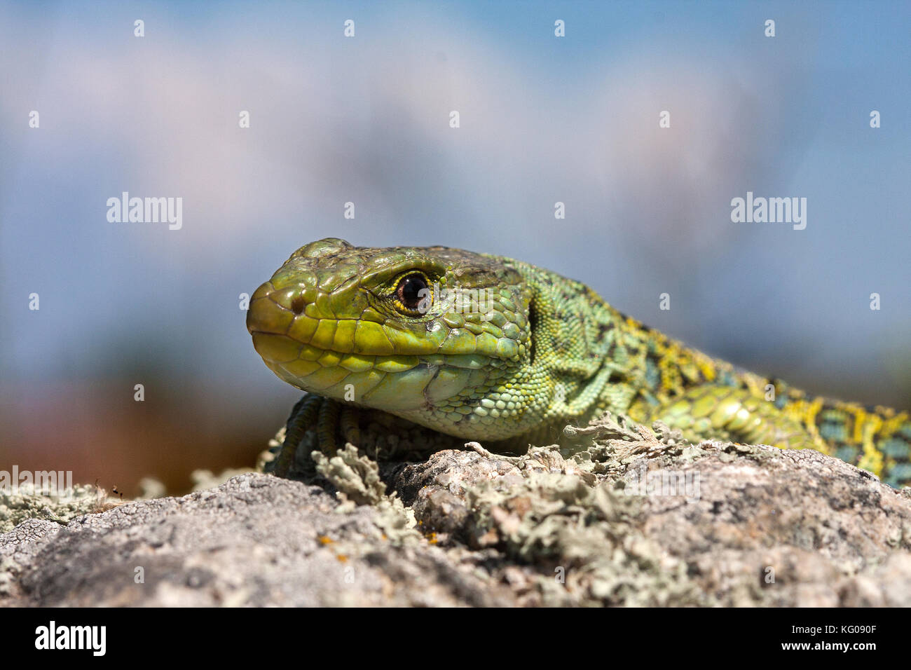 Timon Lepidus Stockfoto