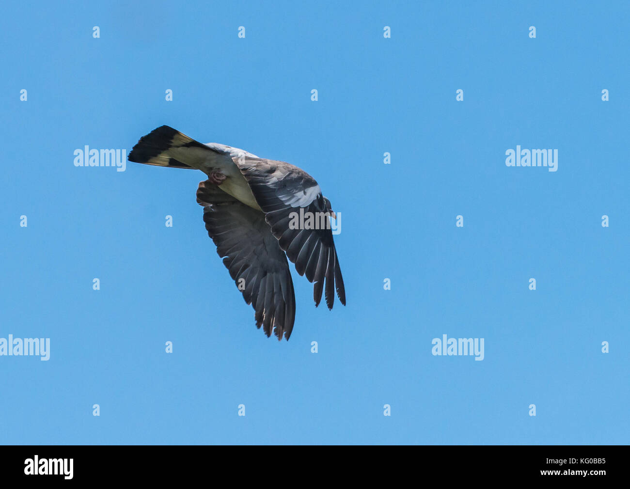 Ein Schuss eines woodpigeon weg fliegen durch einen blauen Himmel. Stockfoto