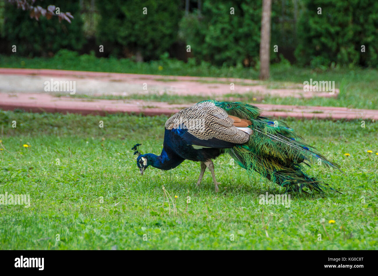 Pfau Vogel auf grünem Gras Stockfoto