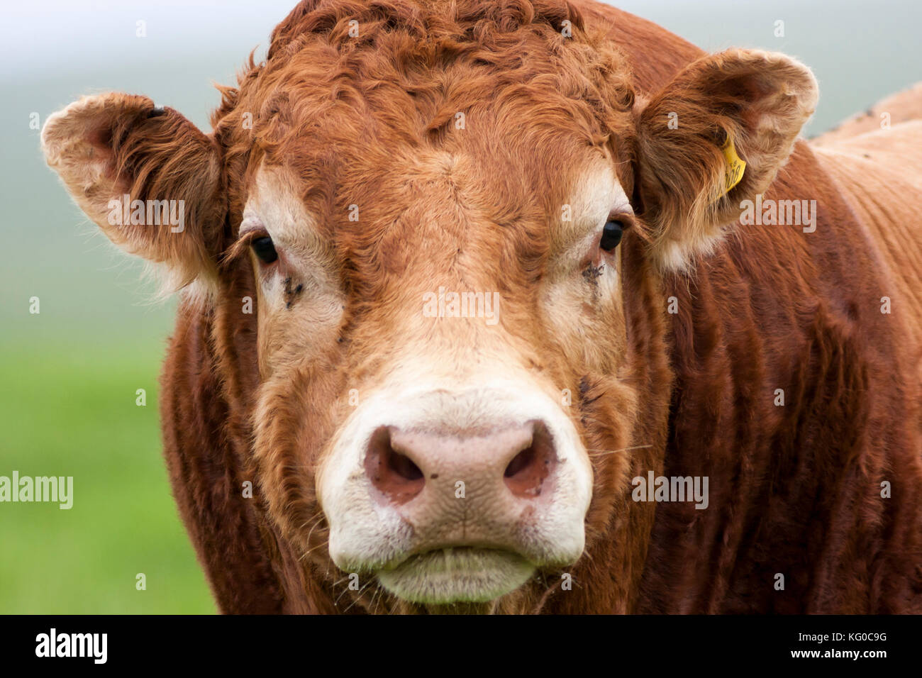 Leistungsstarke South Devon stier Nahaufnahme von muskulösen Hals und Kopf Stockfoto