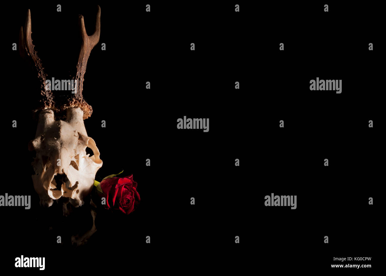 Deer Skull & rose Stockfoto