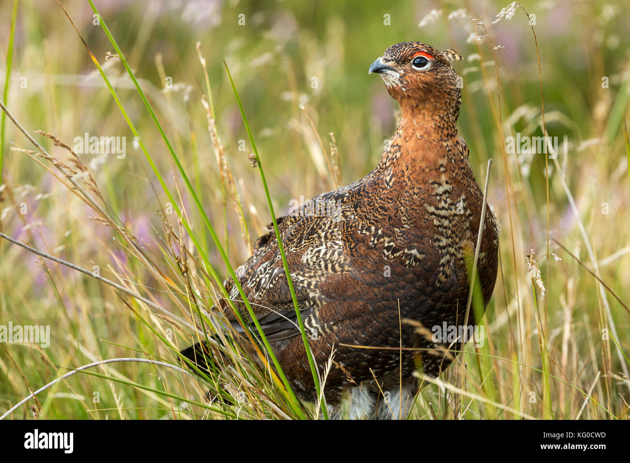 Rothuhn in Purple Heather und Grasreben auf Yorkshire Grouse Moor, Großbritannien Stockfoto