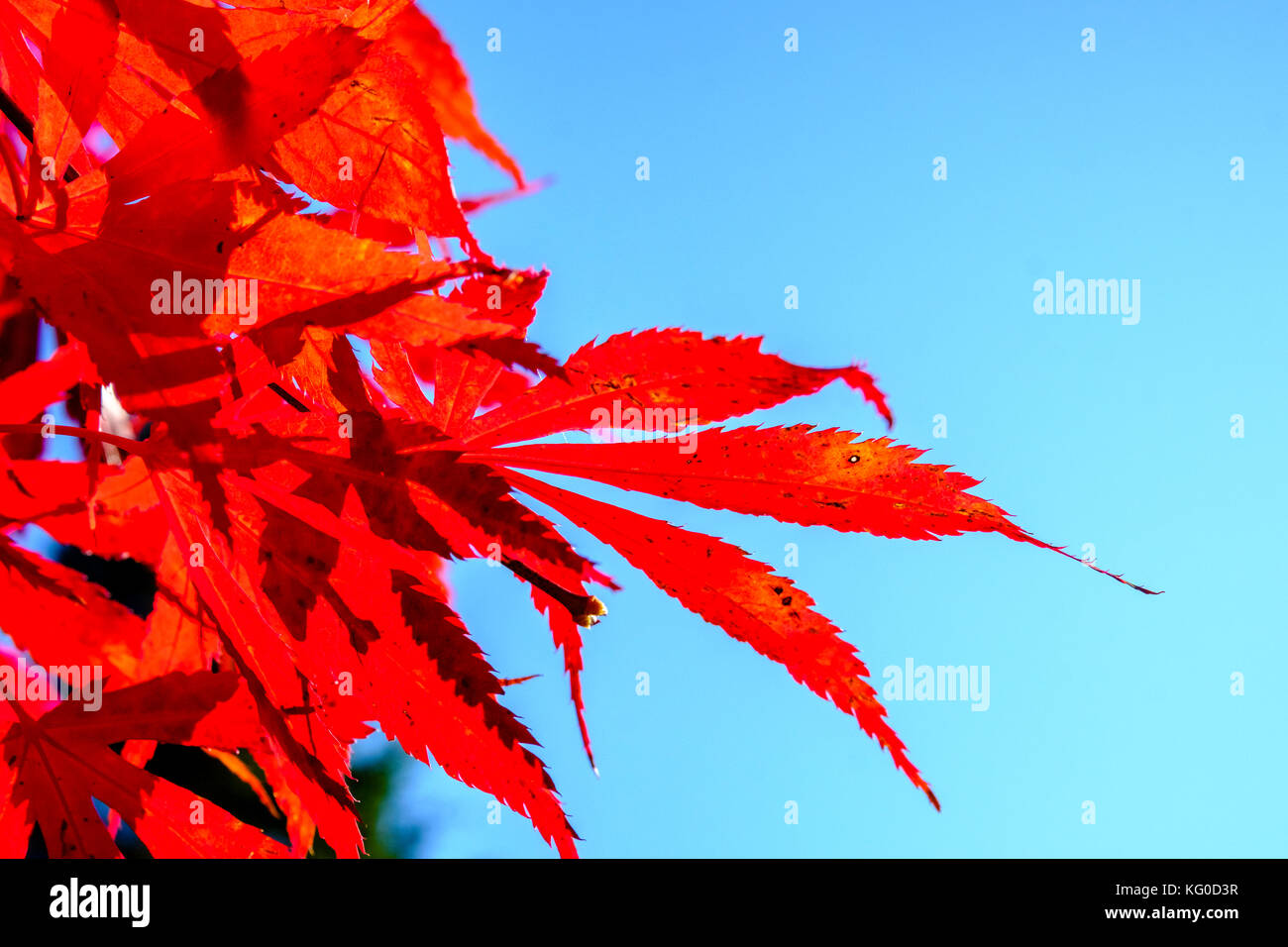 Rote Blätter eines yapanese Ahorn Baum im Herbst Stockfoto