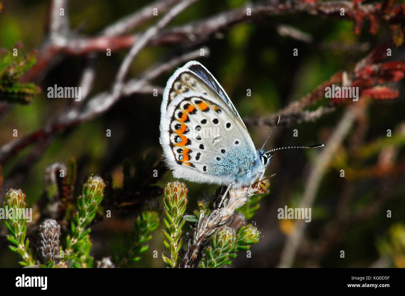 Silber-übersäte blaue Buttterfly, 'Plebeius argus'. Männlich, Tiefland-Heide, Heidekraut im New Forest. Hampshire. VEREINIGTES KÖNIGREICH. Stockfoto