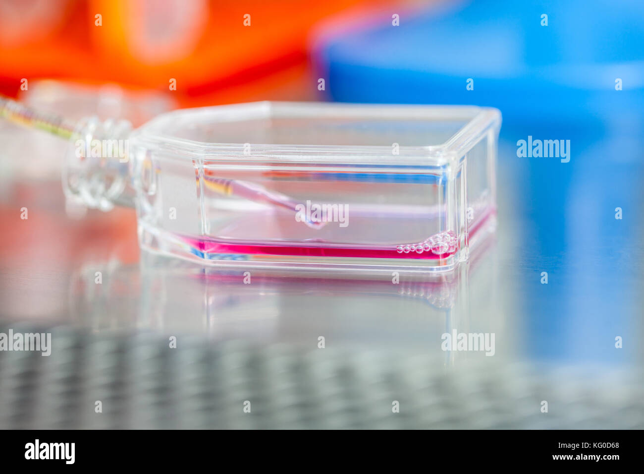 Zellkultur Kolben unter sterilen Haube im Labor Stockfoto