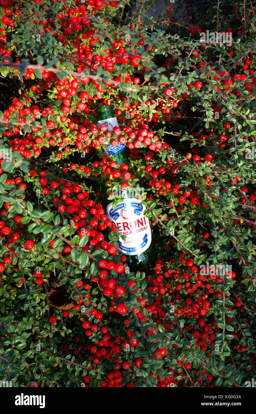 Leere Bierflasche durch Wurf Lümmel in einem cotoneaster Bush verworfen Stockfoto