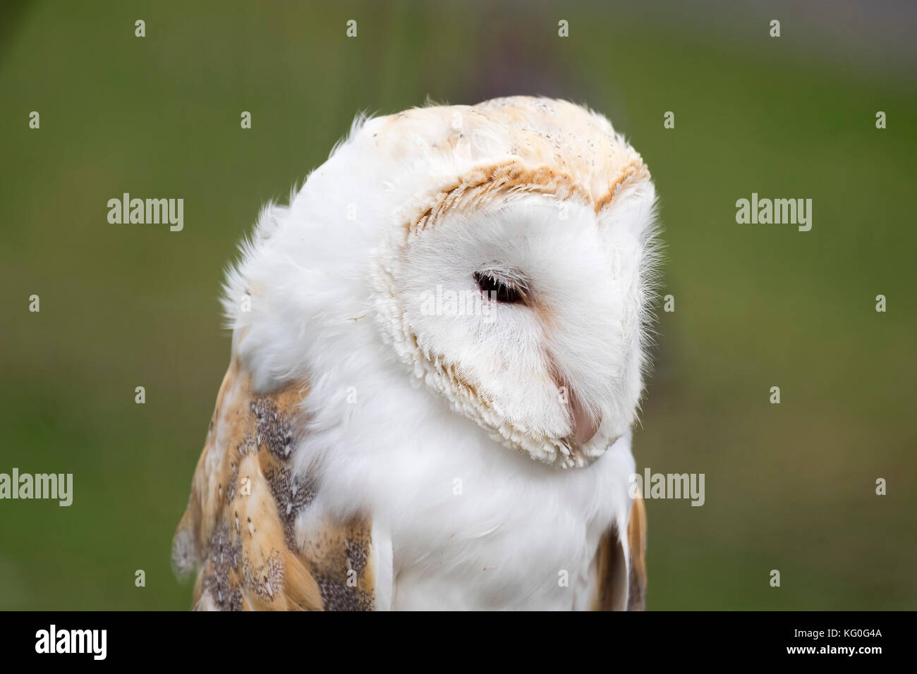 Schleiereule (tyto Alba) auf ein Land zeigen, in Yorkshire. Stockfoto