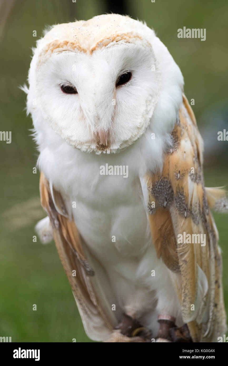 Schleiereule (tyto Alba) auf ein Land zeigen, in Yorkshire. Stockfoto