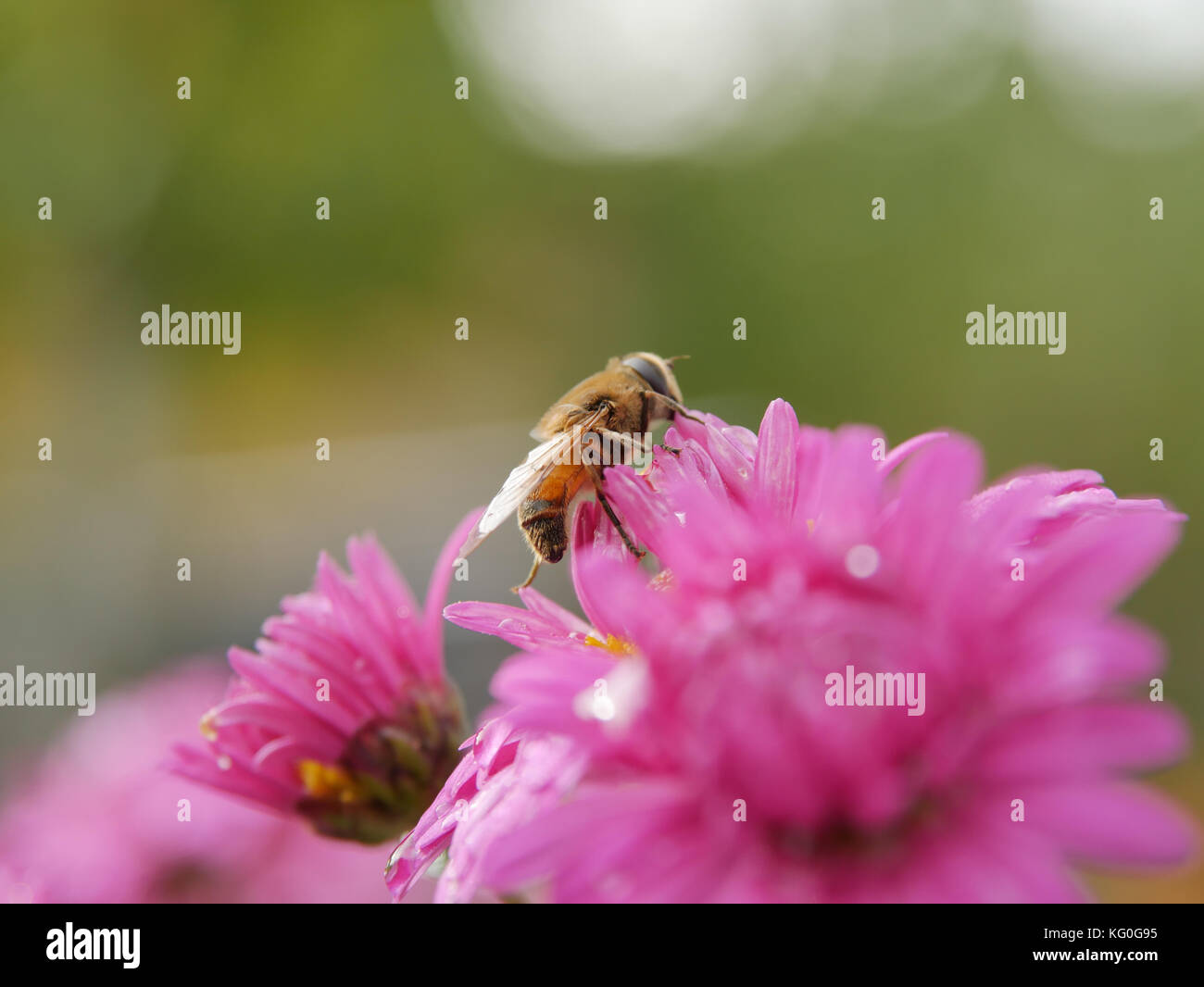 Flauschige Biene wie Fliegen auf Rosa aster Blume im Garten. closeup Stockfoto