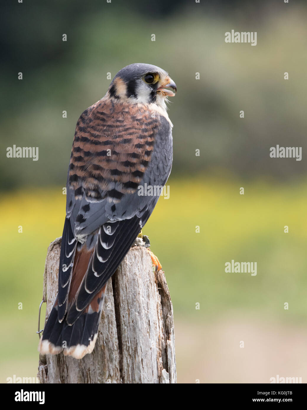 Eine Pause und prüfen die Dinge Stockfoto