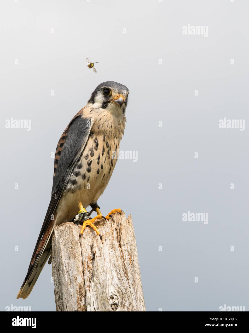 Die beiden sind überprüfen Sie heraus... Stockfoto