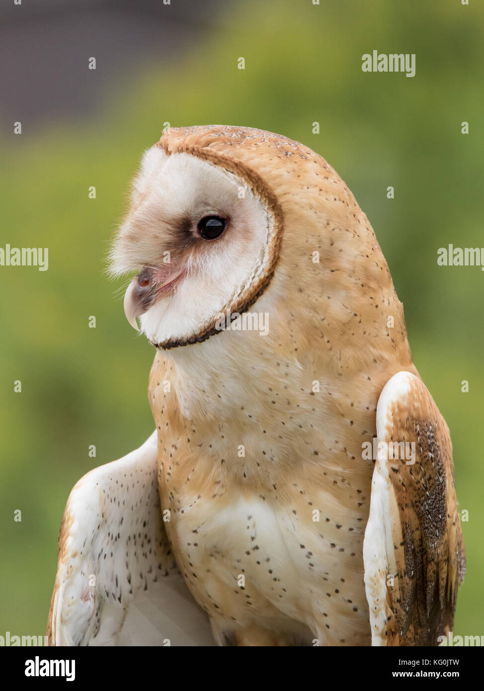 Die Schleiereule alles heraus überprüfen Stockfoto