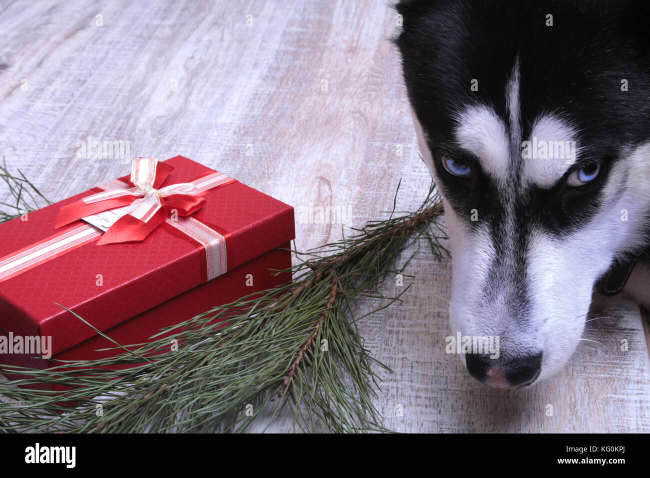 Siberian husky Hund in der Nähe der Geschenkbox, bunte Kugeln und Weihnachtsbaum. Stockfoto