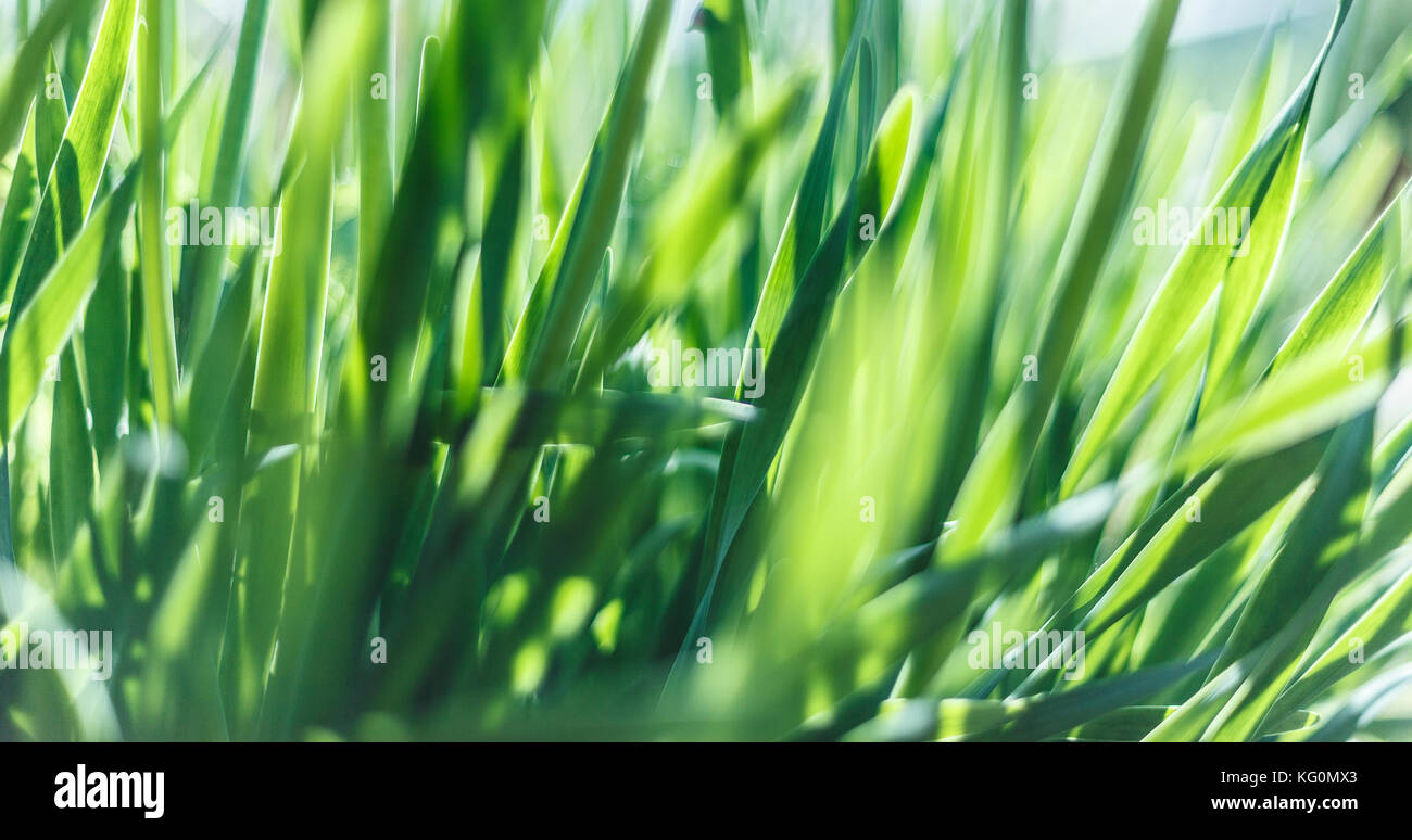 Frische grüne Gras closeup. Soft Focus. Natur Hintergrund Stockfoto