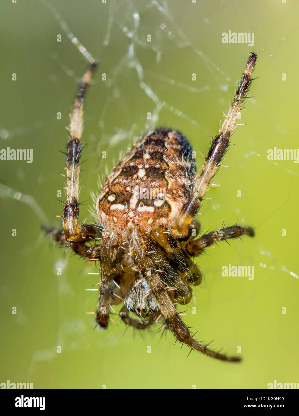Makro portrait Bild von einem Garten Spinne im Netz im Sommer in West Sussex, England, UK. Stockfoto