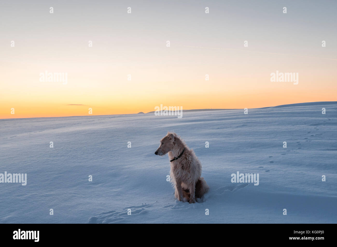 UK. Winter an der walisischen Grenze. Ein lurcher Hund allein auf eine leere schneebedeckte Hügel bei Sonnenuntergang Stockfoto