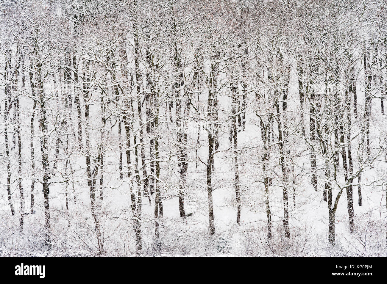 UK. Winter an der walisischen Grenze. Winter Bäume bei einem Schneesturm Stockfoto