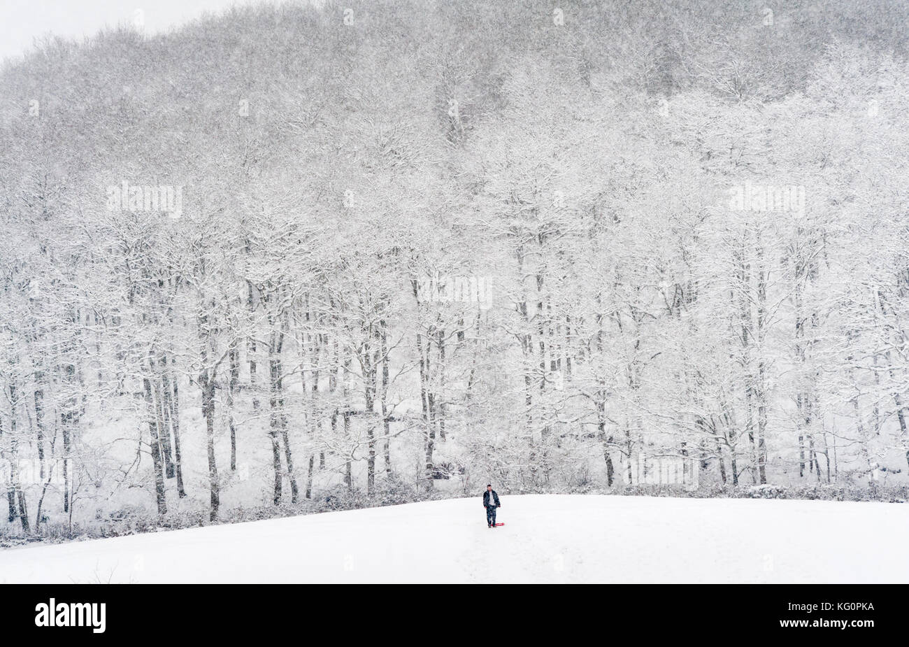 UK. Winter an der walisischen Grenze. Ein Mann mit einem Schlitten allein in einem Feld, mit schneebedeckten Wäldern hinter, in einem Schneesturm Stockfoto