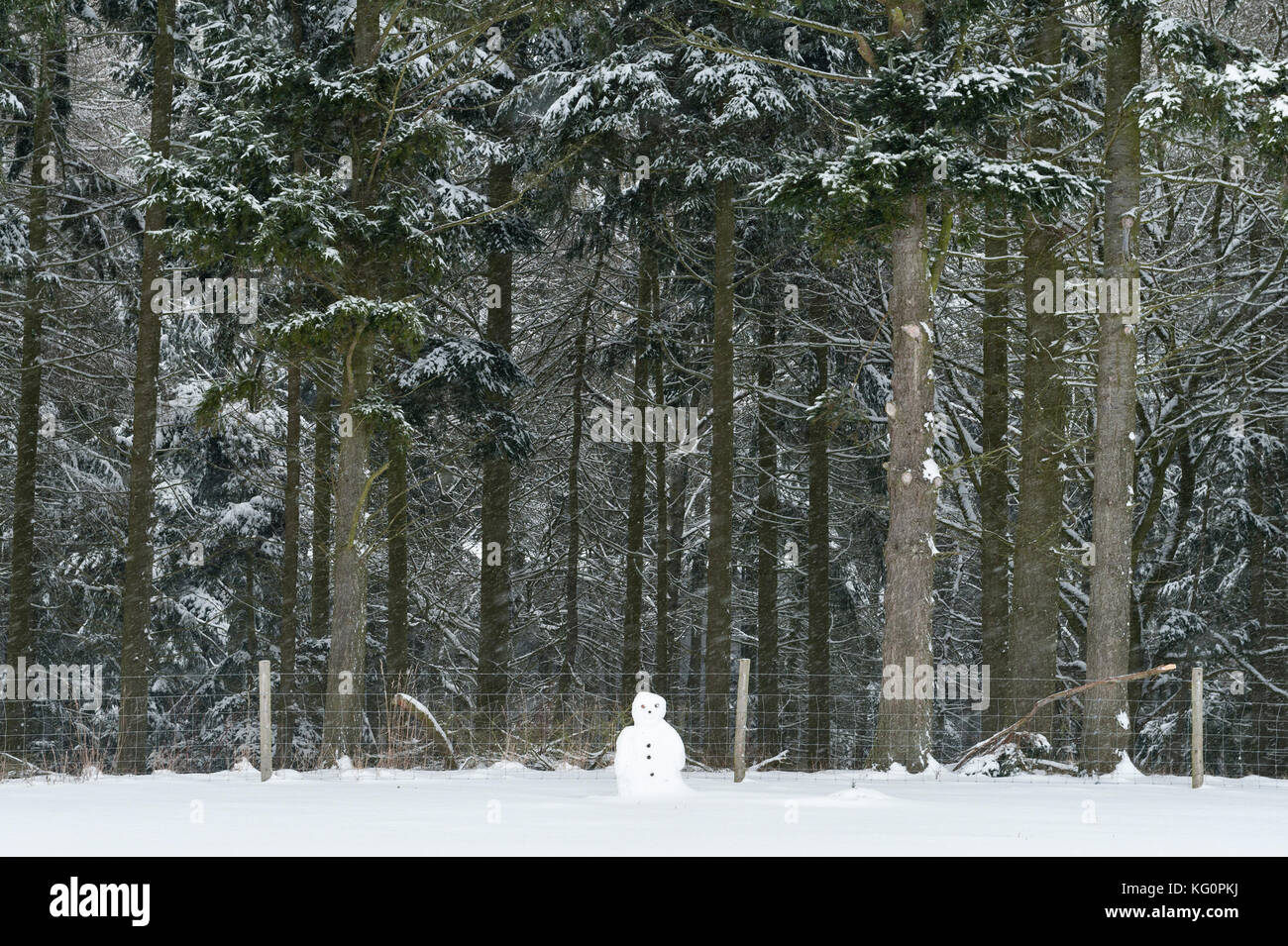 UK. Winter an der walisischen Grenze. Ein Schneemann mit einem dunklen Kiefernwald hinter Stockfoto