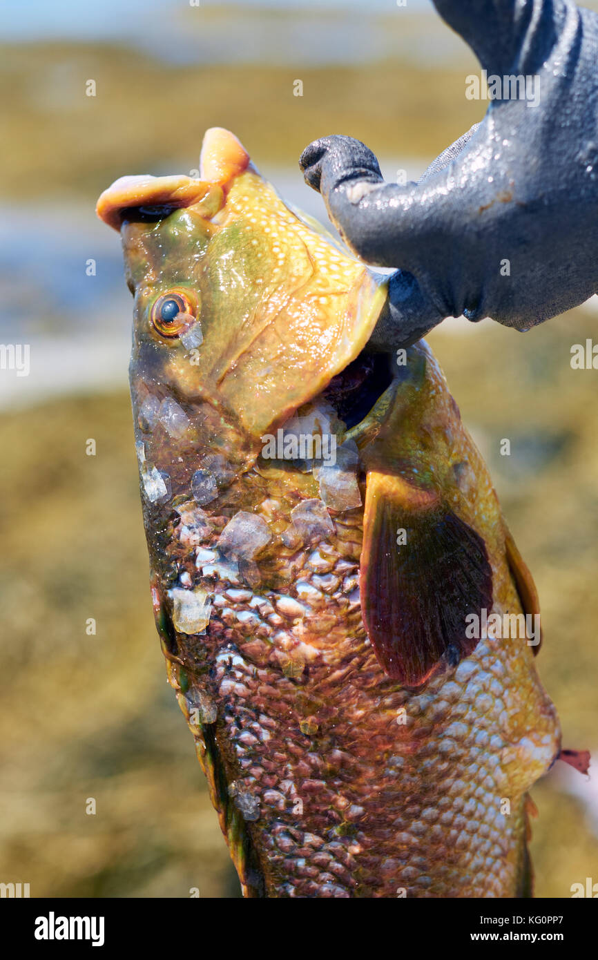 Ein frisch gefangener Fisch mit Schuppen. Stockfoto