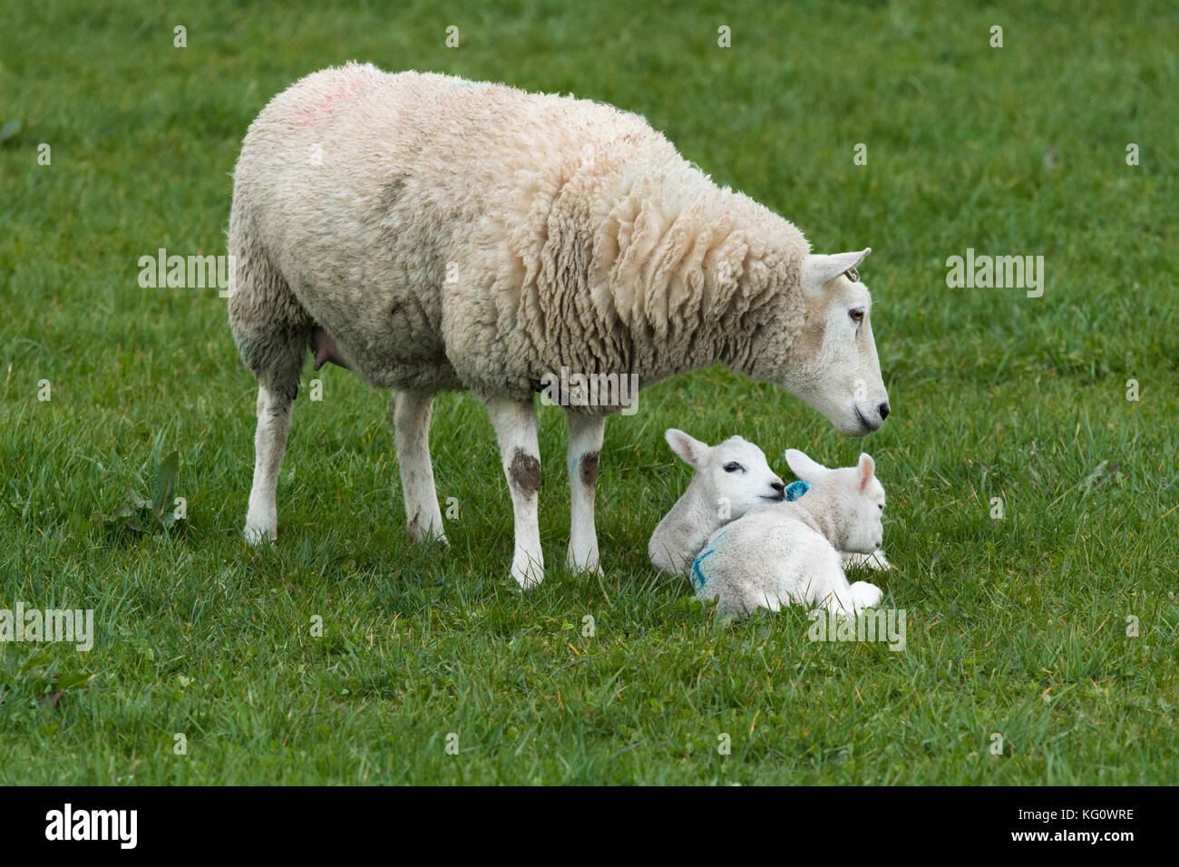 Close-up von 1 Schafe (EWE) und 2 Lämmer in einem Bauernhof Feld im Frühling. Jugendliche sind zusammen gekuschelt auf Gras, Mom schützen Sie - England, GB, UK. Stockfoto