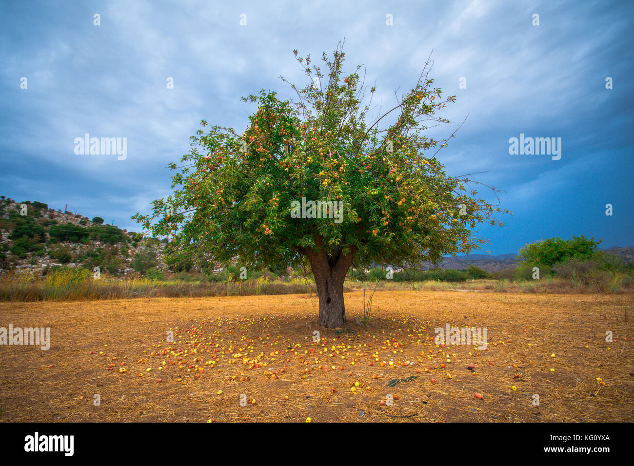 Lonely Apfelbaum mit Äpfeln auf dem Boden, Lassithi, Kreta, Griechenland. Stockfoto