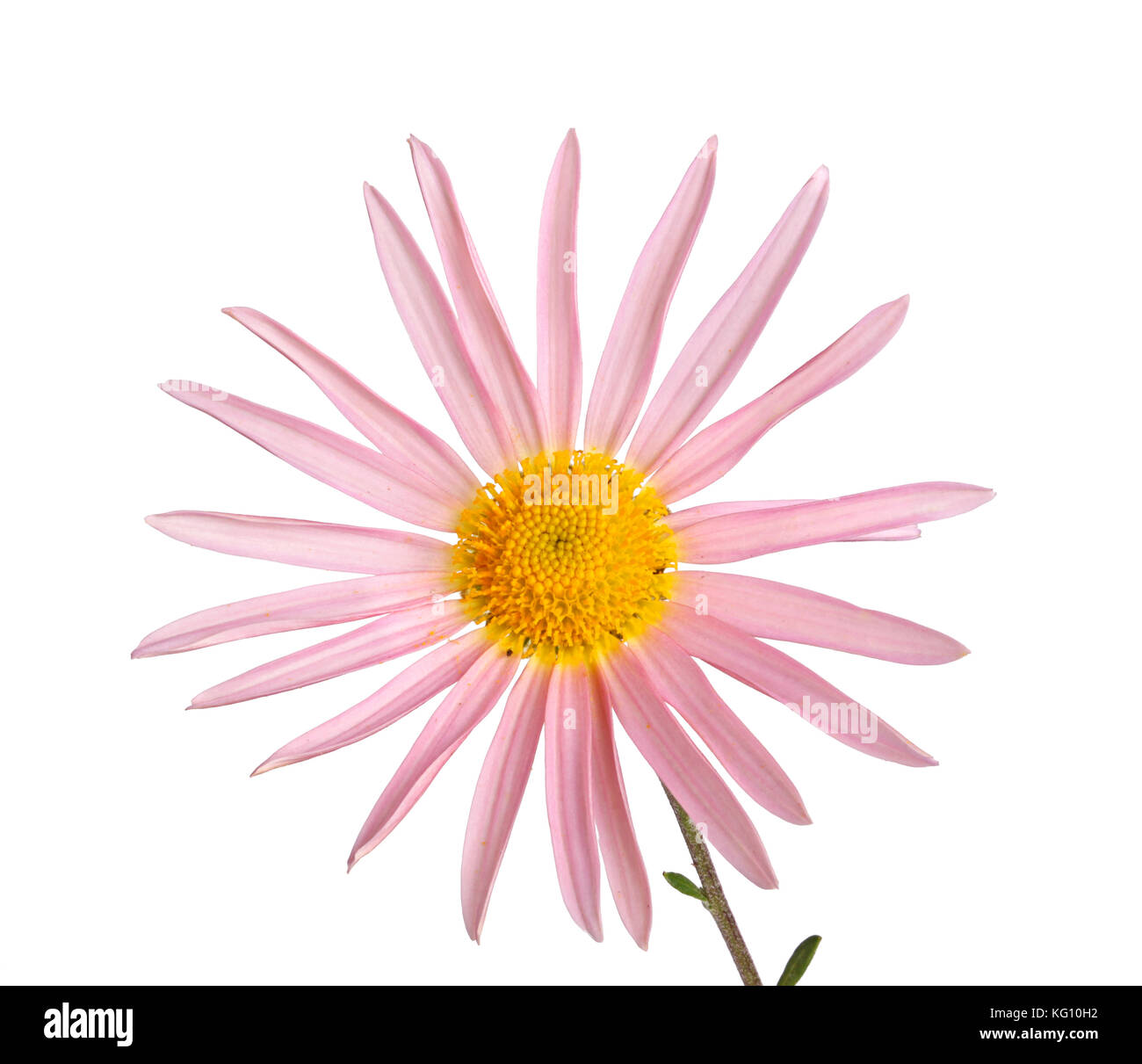 Einzelnen Stamm mit einem rosa und gelbe Blume der Hardy Chrysantheme (chrysanthemum rubellum) gegen einen weißen Hintergrund isoliert Stockfoto