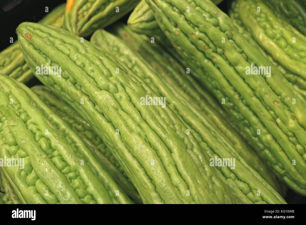 Bis geschlossen Haufen der pulsierenden Grünen bitteren Gurken, bitteren Kürbis oder balsam Birne Stockfoto