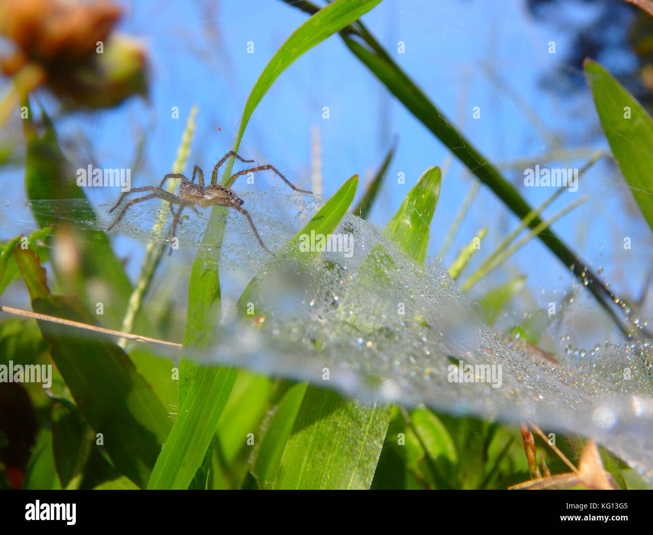 Spinne im Haus Stockfoto