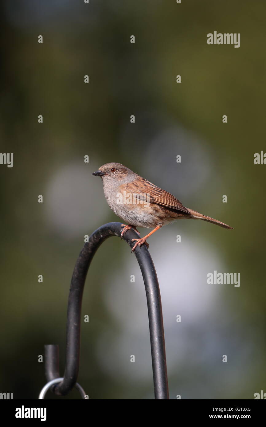Dunnock oder Hedge Sparrow Stockfoto