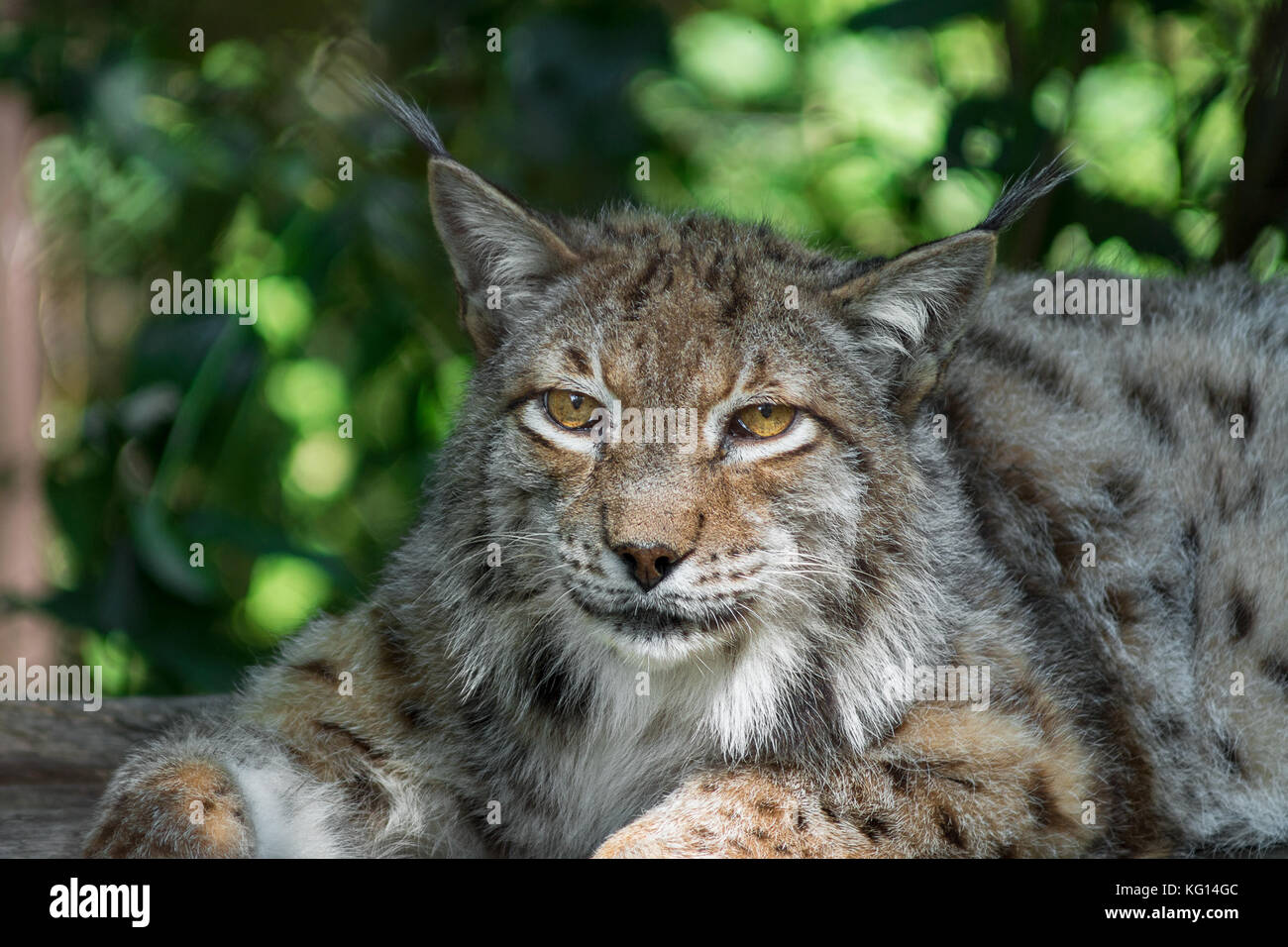 Eurasischen Luchs im Schatten ausruhen Stockfoto