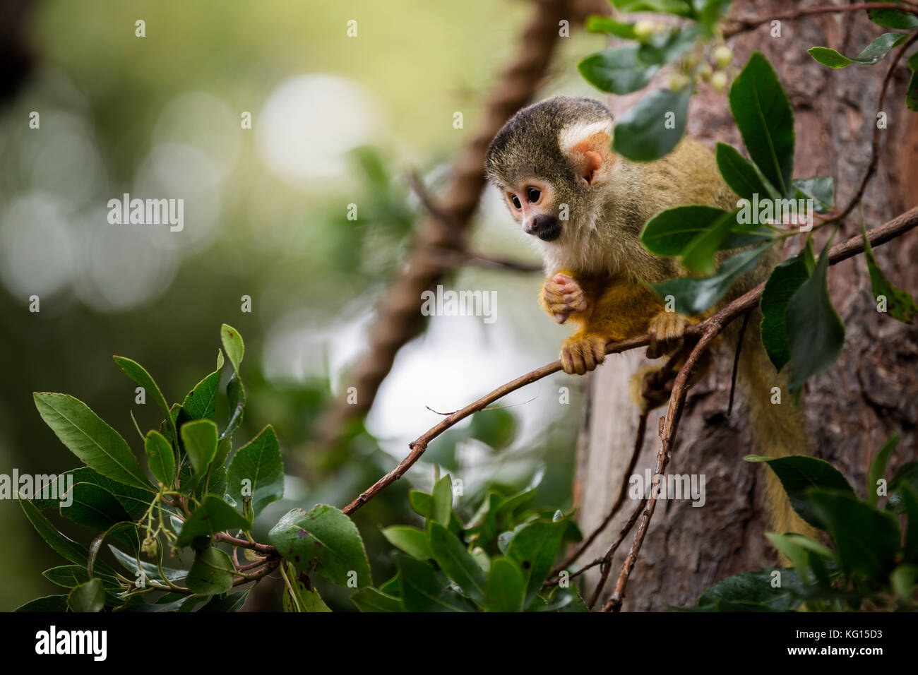 Adorable 3 Monate altes Baby bolivianischen Black-capped Totenkopfäffchen an einem Ast festhalten Stockfoto
