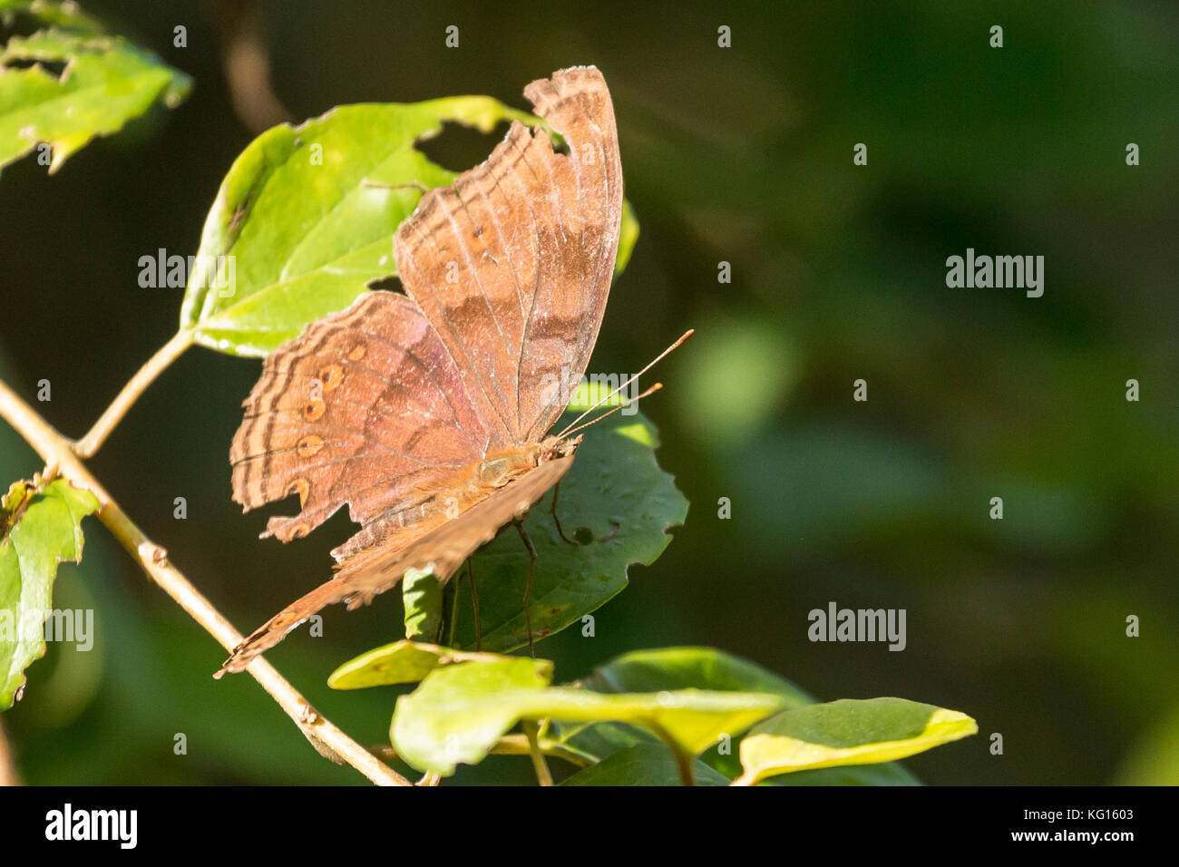 Braune Schmetterling auf einem Zweig in Tangkoko National Park, Sulawesi, Indonesien ruhen Stockfoto