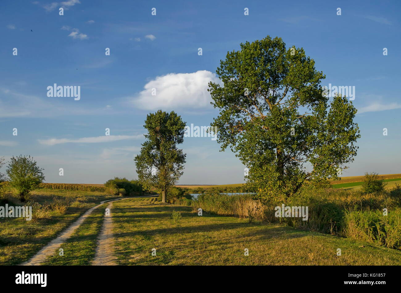 Herbstliches feld landschaft mit Baum und See in ludogorie, zavet, Bulgarien Stockfoto