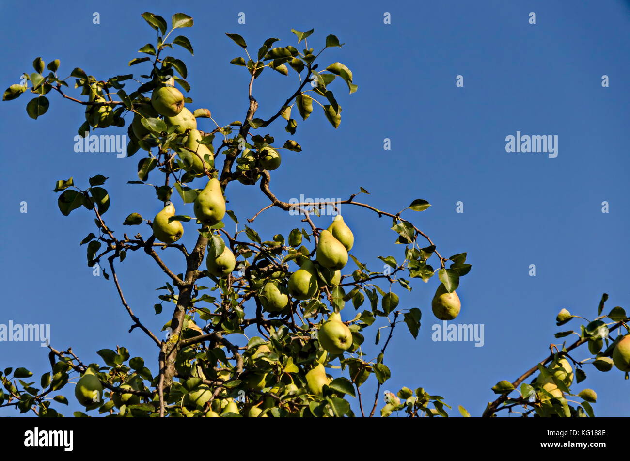 Twig Birnbaum im Garten mit Obst bereit zu essen, ludogorie, zavet, Bulgarien Stockfoto