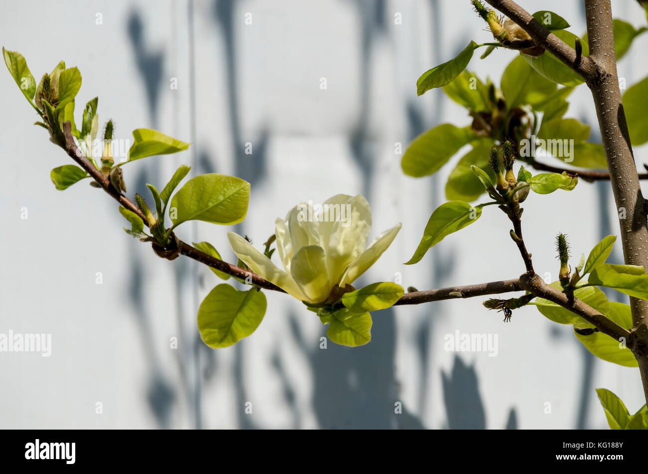 Zweig mit gelben Blüte und Blätter der Magnolienbaum im Frühling im Garten, Sofia, Bulgarien Stockfoto