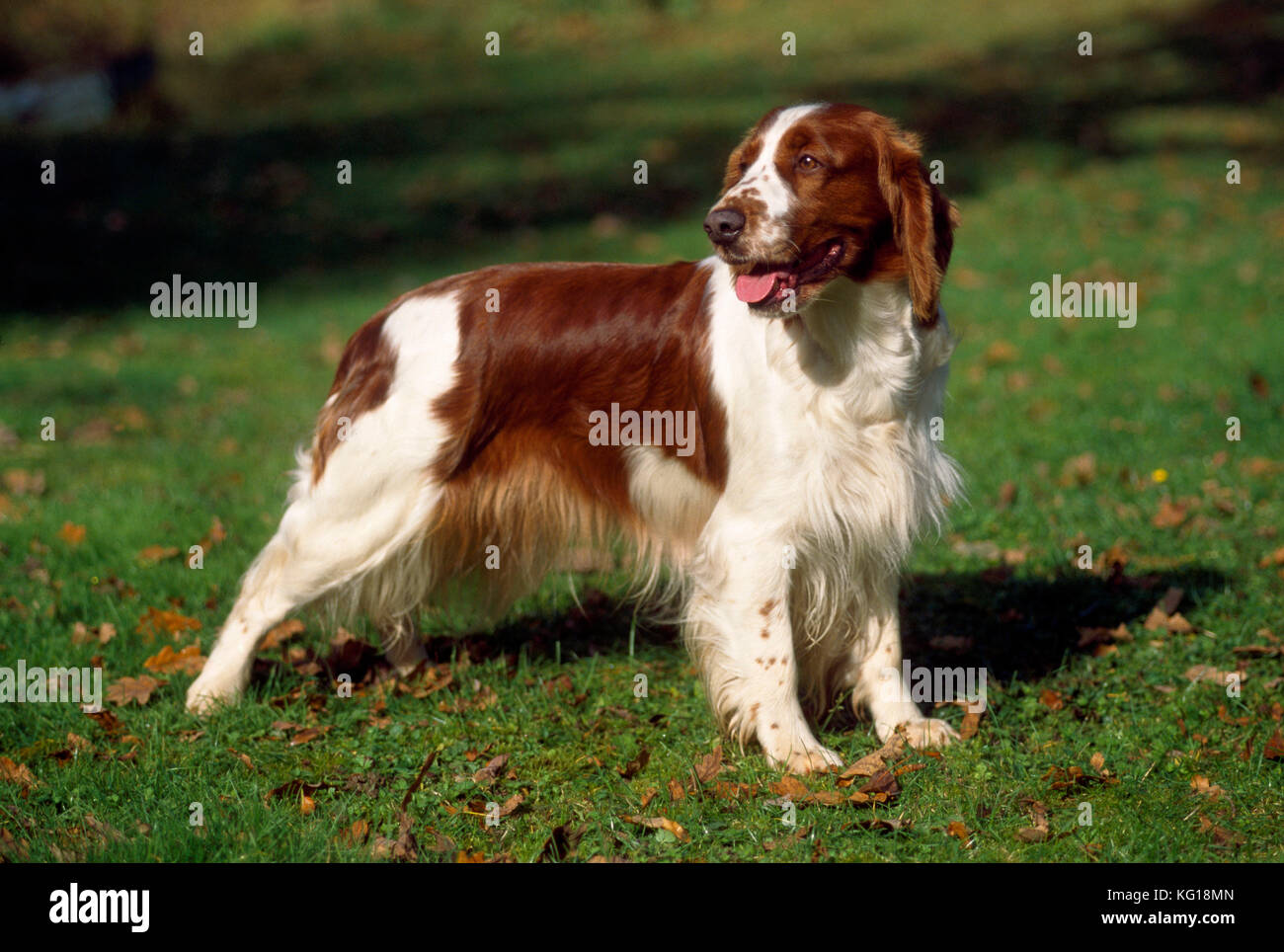Hund - Welsh Springer Spaniel Stockfoto
