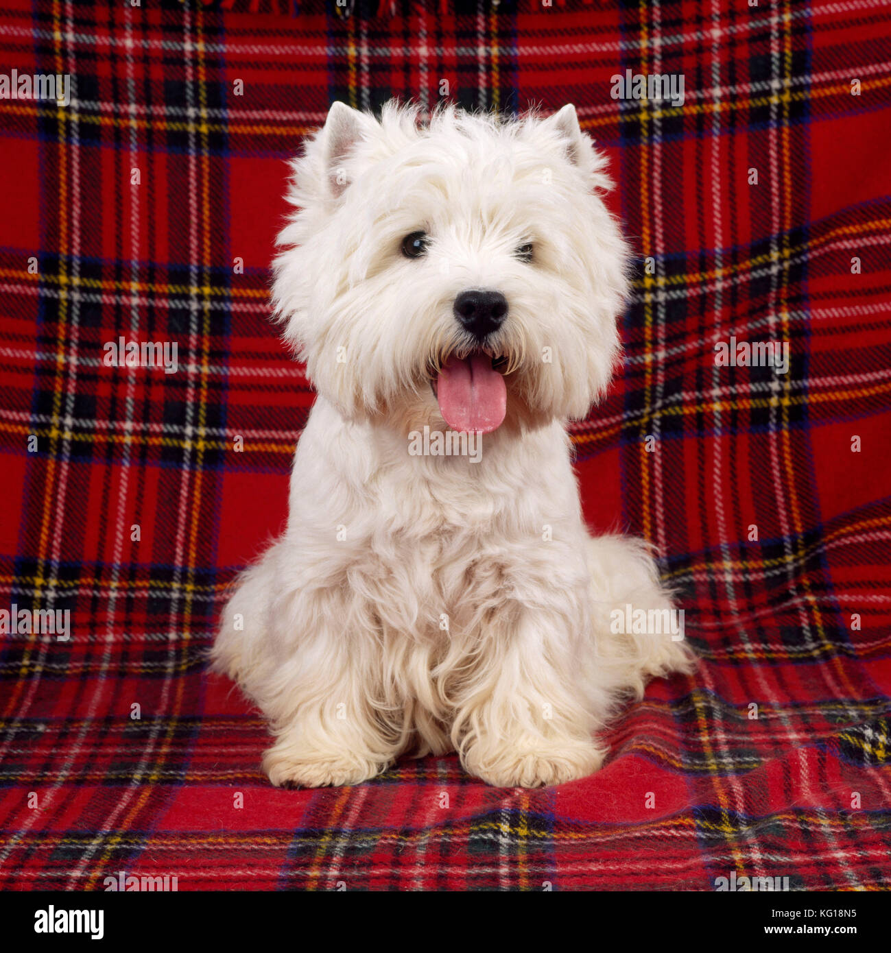 West Highland Terrier DOG - sitzt auf einem Schottenvorleger. &#x517;estie/Westies&#x56e; Stockfoto
