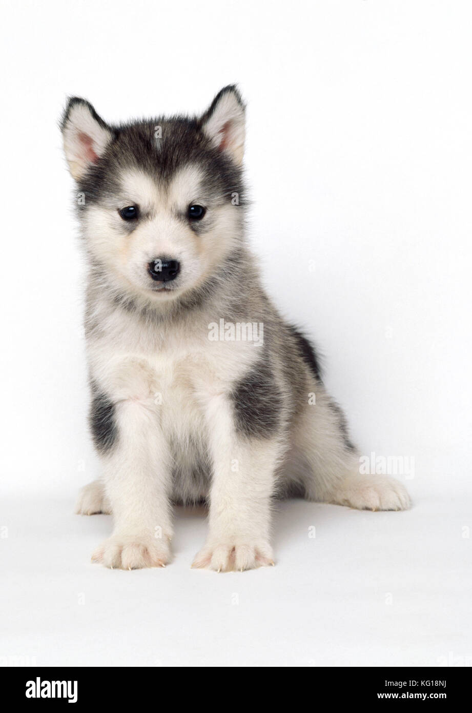 Alaska Malamute HUND - Welpe. Vor weißem Hintergrund. Stockfoto