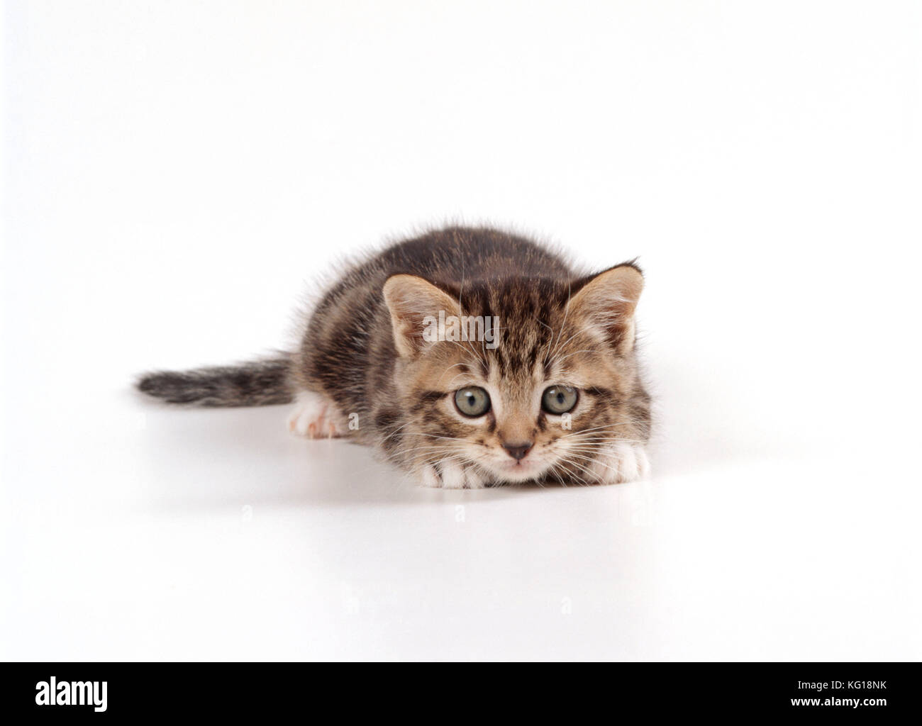 KATZE - Kätzchen in verspielter Stimmung, 45 Tage alt. Vor weißem Hintergrund. Stockfoto