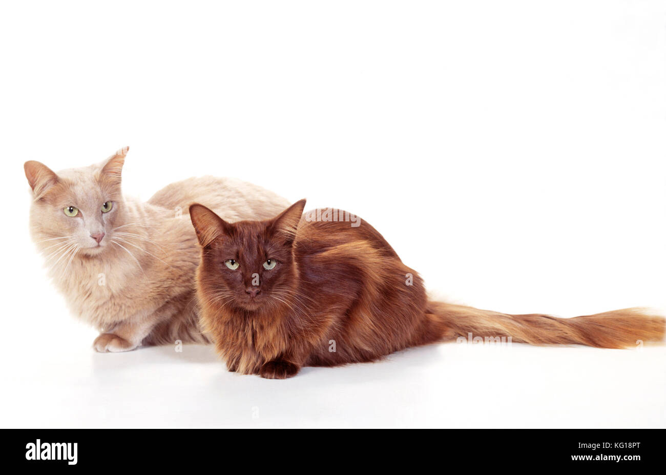 CATS - Britische Angora, Fawn und Schokolade Stockfoto