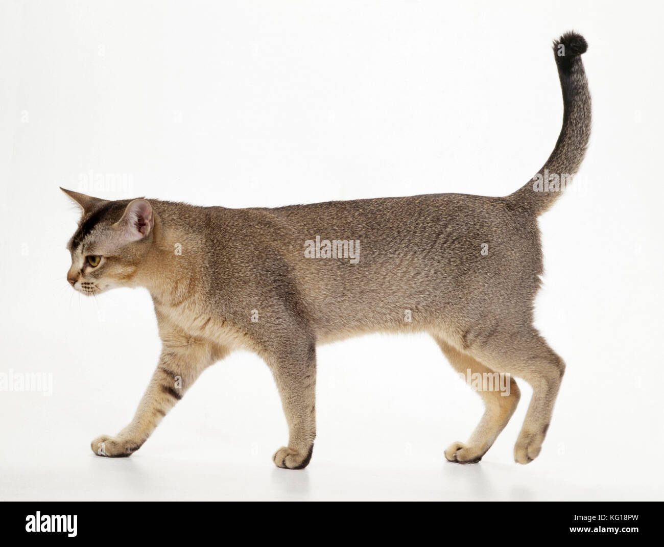 Asiatisches Schwarz Hat Tabby Cat Angekreuzt Stockfoto
