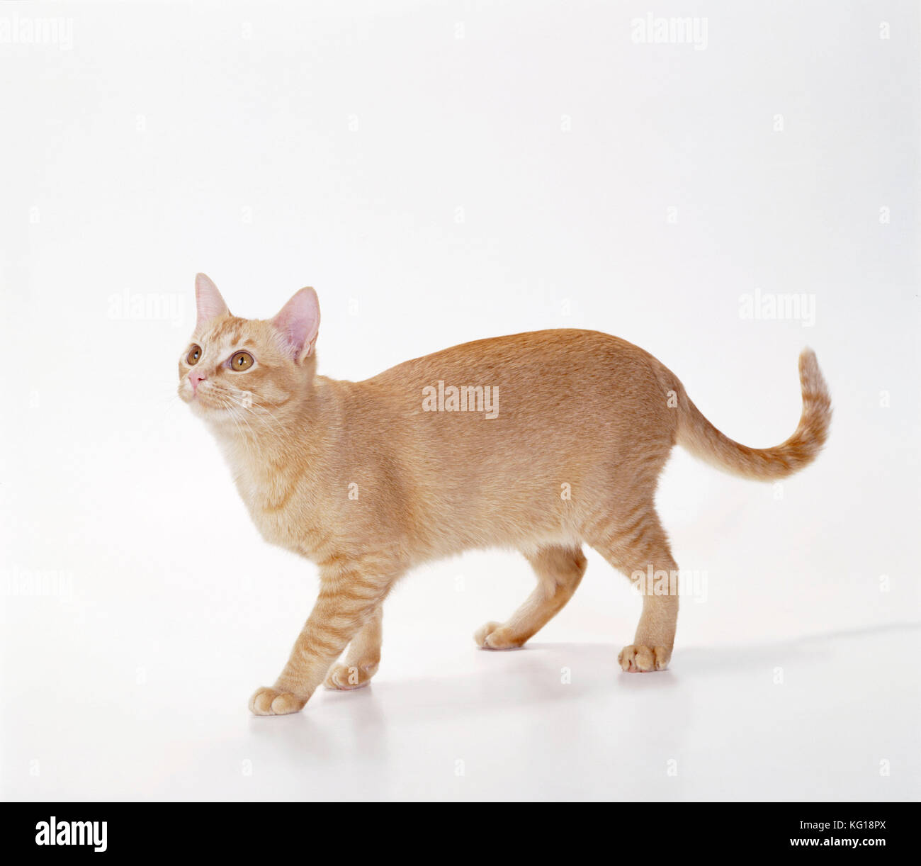CAT - asiatisch-rotes selbst Stockfoto