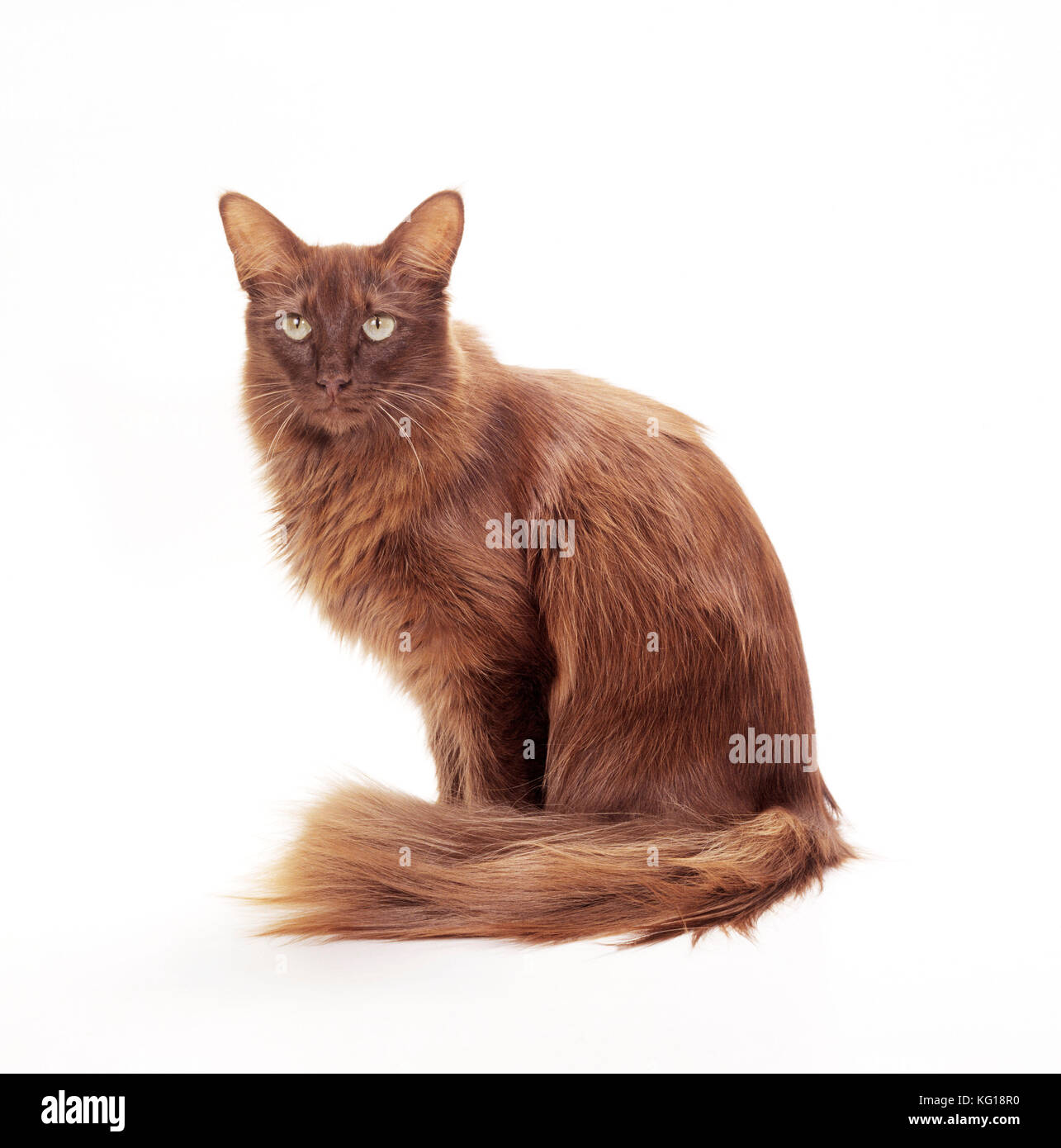 CAT - Britische Angora - Schokolade Stockfoto