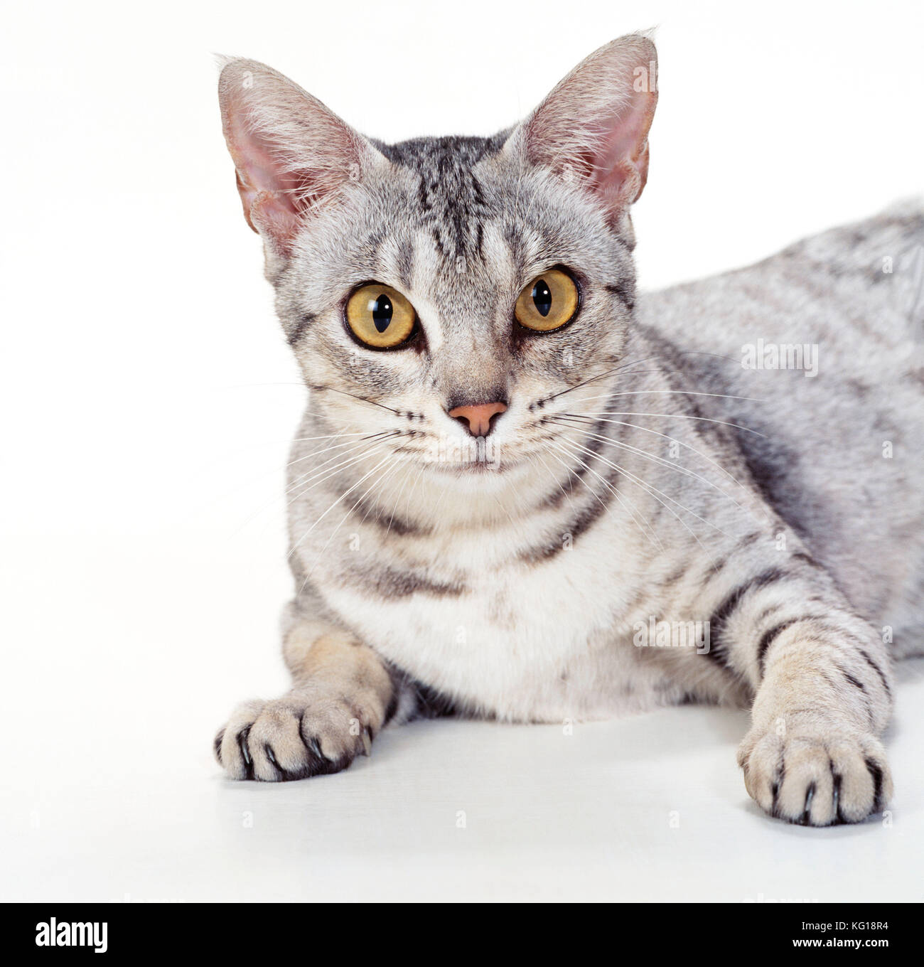 KATZE – Ocicat – Silber mit schwarzem Punktmuster Stockfoto