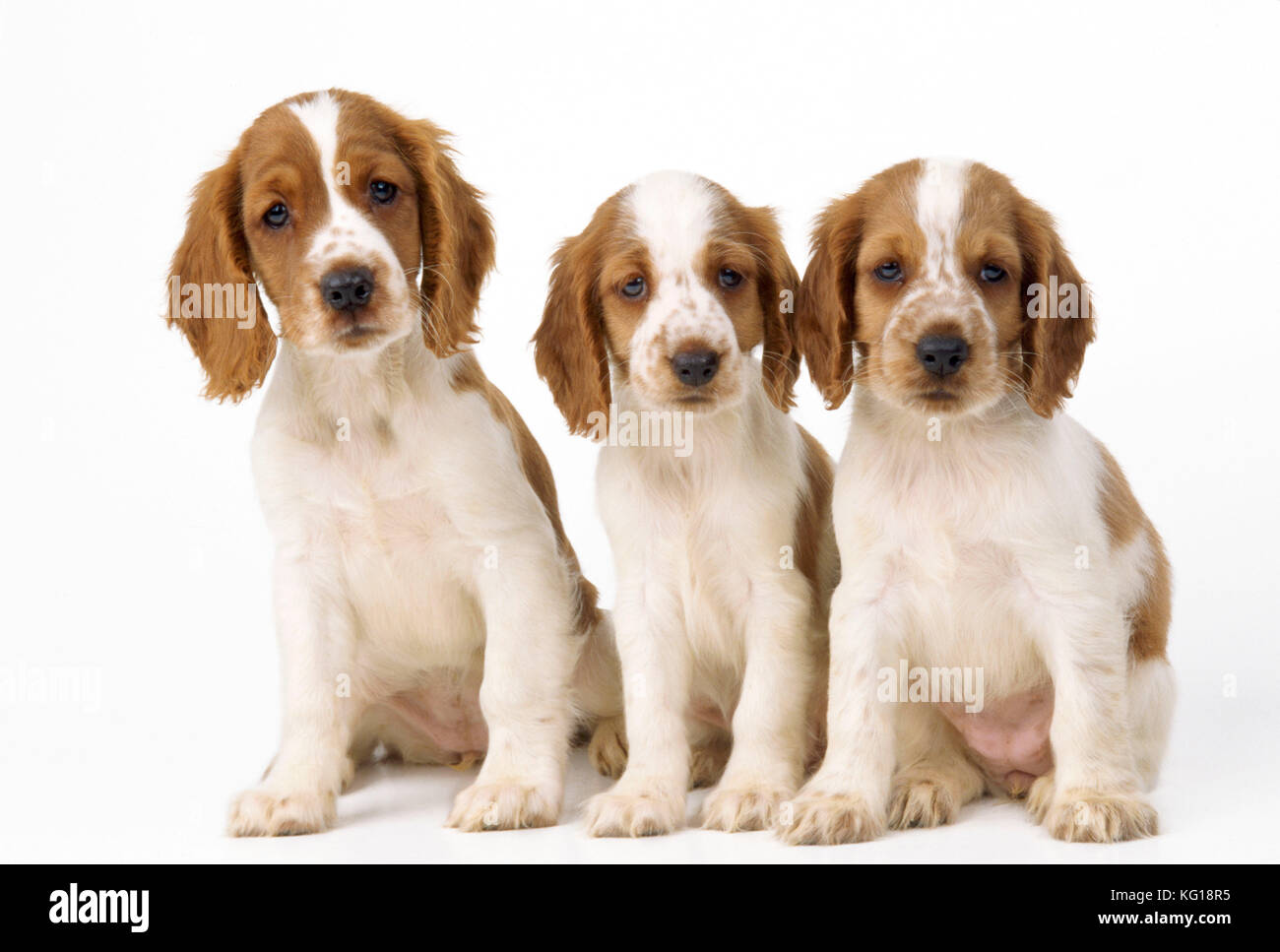 Welsh Springer Spaniel Dog - x3 Welpen Stockfoto